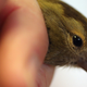 Image for article titled Listen to 150,000 Different Animal Sounds in This Humongous Online Library